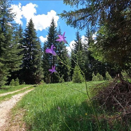 Wood Inn Zabljak  Bagian luar foto